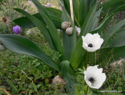Weihnachten 2009 auf Tilos