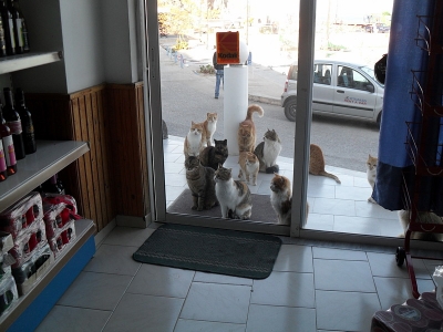 Kein Einlass für Katzen