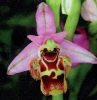 Ophrys tili