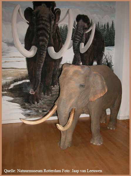 elefant in rotterdam